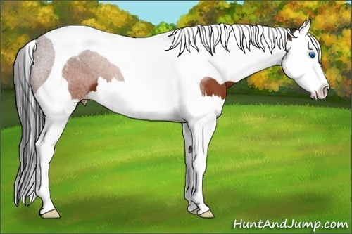 Horse Color:Brown Sabino Splash Tobiano Appaloosa 