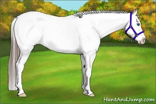 Horse Color:Black Splash Appaloosa 