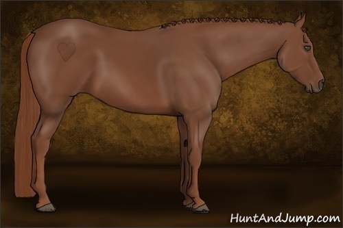 Horse Color:Chestnut 