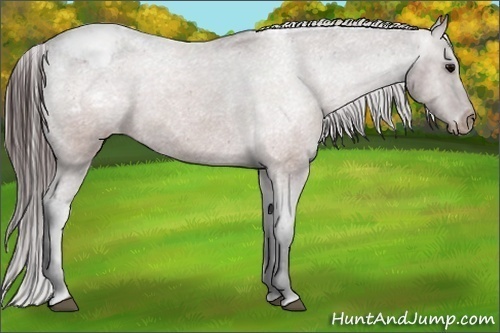 Horse Color:Brown Appaloosa