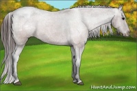 Horse Color:Brown Appaloosa 