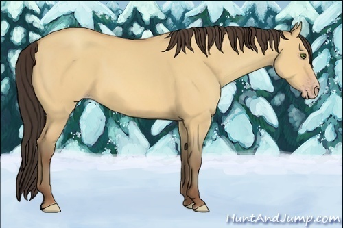 Horse Color:Amber Champagne Dun