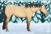 Horse Color:Amber Champagne Dun 