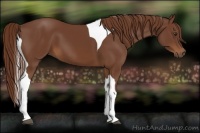 Horse Color:Chestnut Tobiano