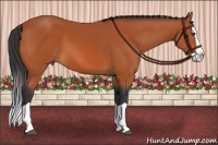 Horse Color:Bay Splash 