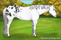 Horse Color:Black Tobiano Blanket