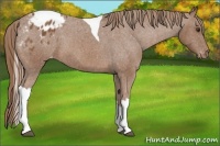 Horse Color:Chestnut Tobiano Appaloosa 
