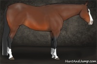 Horse Color:Bay Splash 