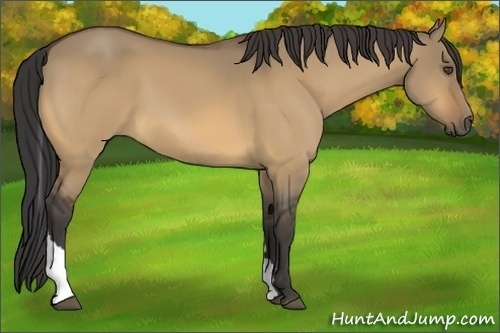 Horse Color:Buckskin Dun Tobiano 