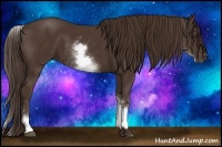 Horse Color:White Spotted Liver Chestnut