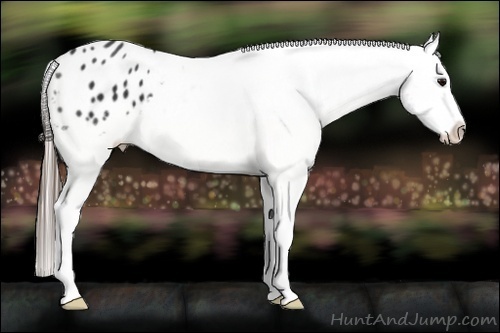 Horse Color:Black Splash Appaloosa 
