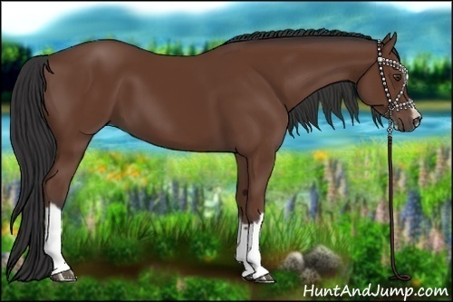 Horse Color:Bay Splash Frame 