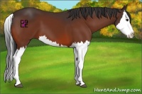 Horse Color:Bay Splash 