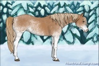 Horse Color:White Spotted Chestnut 