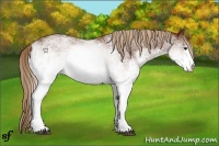 Horse Color:White Spotted Chestnut 