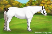 Horse Color:Grullo Splash Appaloosa 
