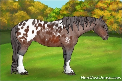 Horse Color:Bay Appaloosa 