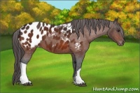 Horse Color:Bay Appaloosa