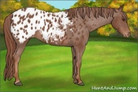 Horse Color:Chestnut Appaloosa 