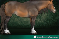 Horse Color:Buckskin 