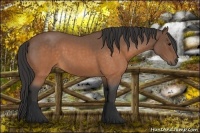 Horse Color:Buckskin Roan 