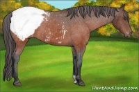 Horse Color:Unknown 