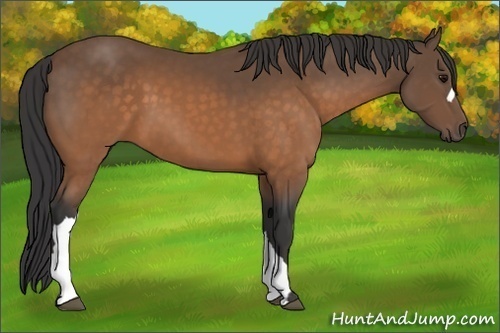 Horse Color:Buckskin 