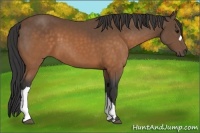 Horse Color:Buckskin 