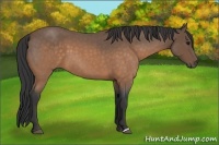 Horse Color:Buckskin Roan 