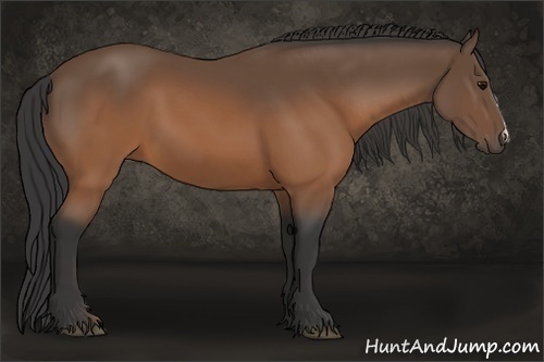 Horse Color:Unknown 