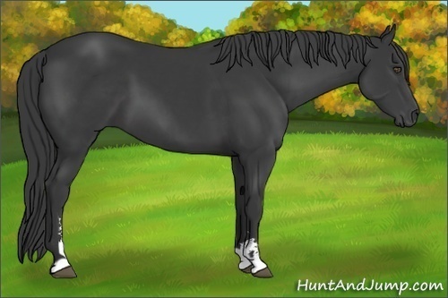 Horse Color:Black Sabino 
