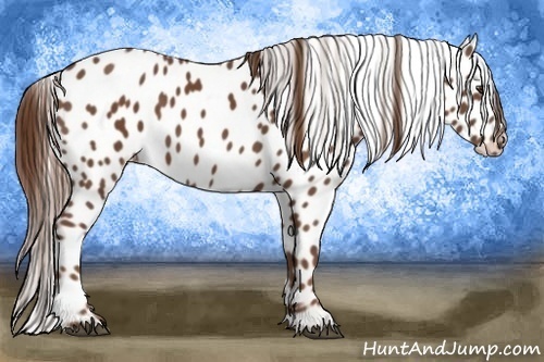 Horse Color:Chestnut Appaloosa 
