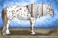 Horse Color:Chestnut Appaloosa