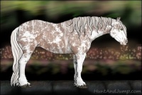Horse Color:Silver Brown Ice Sabino 