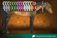 Horse Color:White Spotted Buckskin 