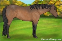 Horse Color:Buckskin