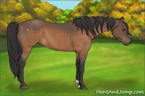 Horse Color:Buckskin 
