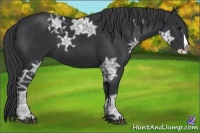 Horse Color:Black Ice Splash 