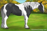 Horse Color:Black Tobiano 