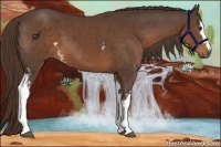 Horse Color:White Spotted Liver Chestnut 