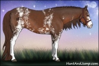Horse Color:White Spotted Liver Chestnut 