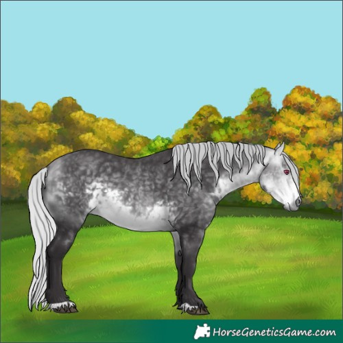 Horse Color:Silver Buckskin Chinchilla 