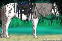 Horse Color:Liver Red Roan Splash Appaloosa 
