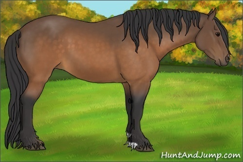 Horse Color:Buckskin