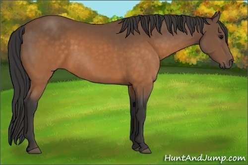 Horse Color:Buckskin