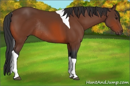 Horse Color:Bay Tobiano Rabicano