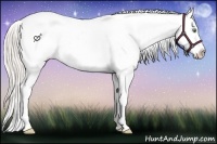Horse Color:Silver Amber Champagne Dun Splash Frame Appaloosa Rabicano