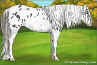 Horse Color:Black Sabino Appaloosa Rabicano 