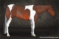 Horse Color:Bay Tobiano Rabicano