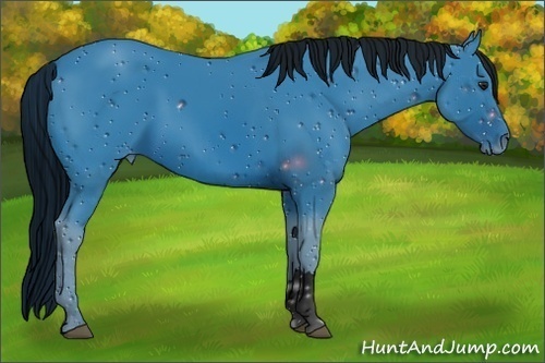 Horse Color:ERROR: UNKNOWN ANOMALY